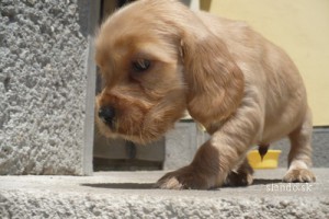 anglicky_kokerspaniel_23056552_1_f.jpg